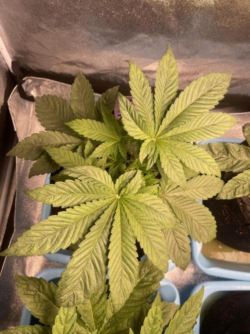 5150 Triangle Kush x Irene (Crazy Bitch). Week 3