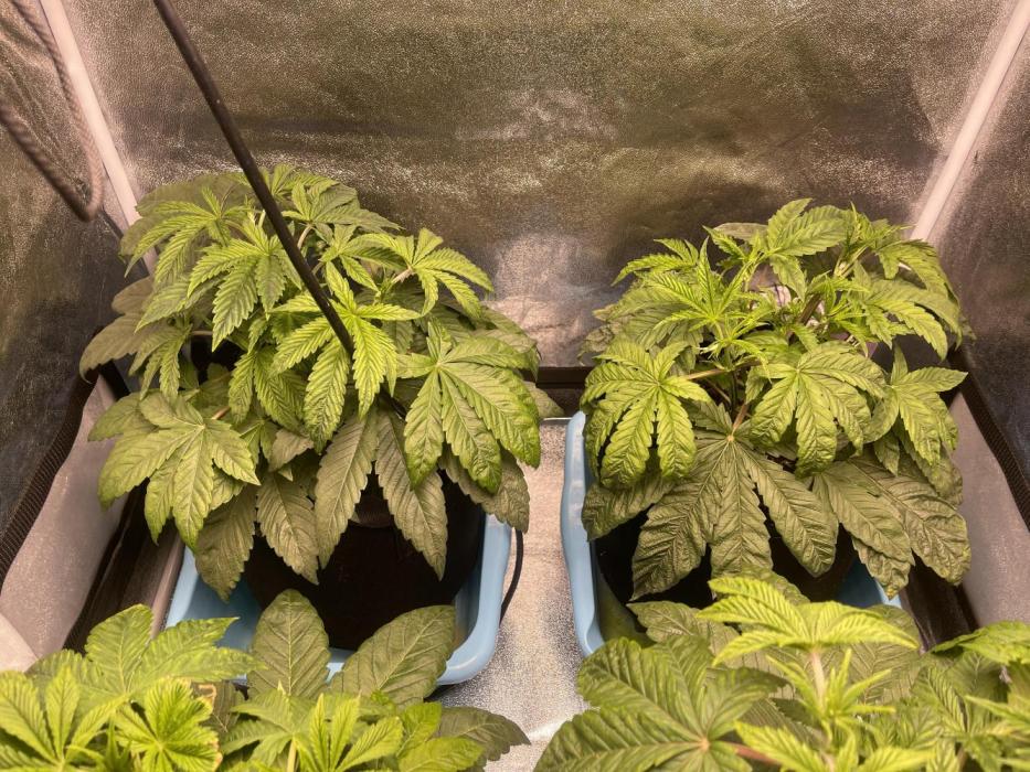 5150 Triangle Kush x Irene (Crazy Bitch). Week 4