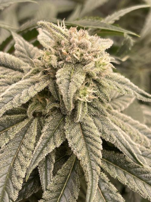 Blueberry Muffin. Week 13