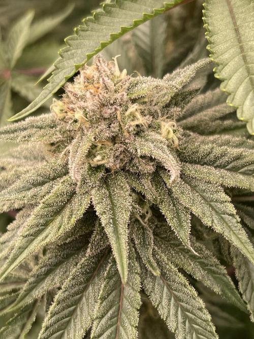 Blueberry Muffin. Week 13