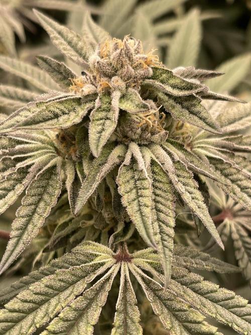 👵 Granny Candy 🍬. Week 13