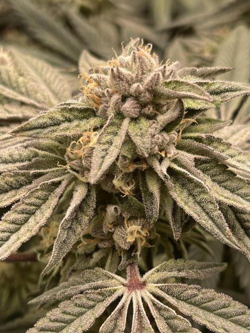 👵 Granny Candy 🍬. Week 13