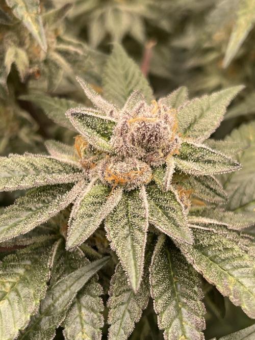 👵 Granny Candy 🍬. Week 13