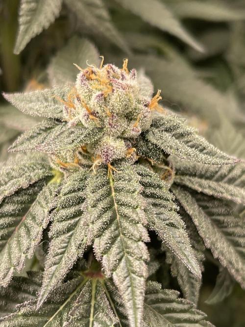 🍗 Chicken n’ Wafflez . Week 13