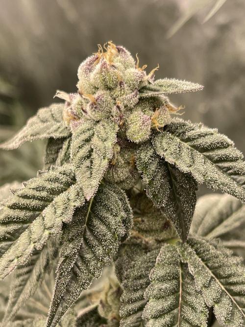 🍗 Chicken n’ Wafflez . Week 13