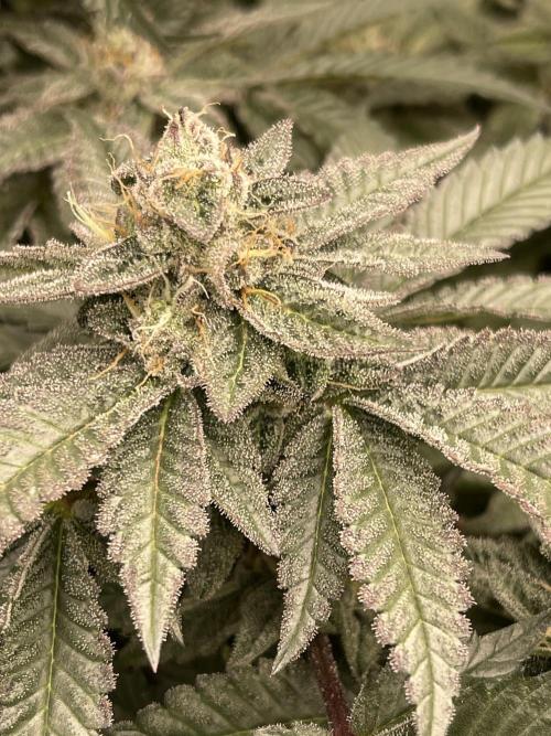 🍗 Chicken n’ Wafflez . Week 13