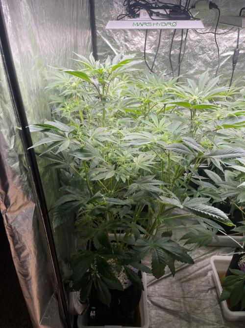 🚽 Poddy Mouth 👄. Week 9