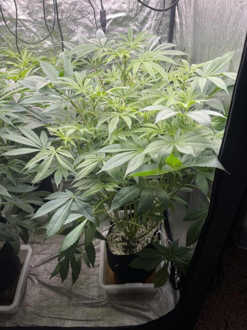 Blueberry Pancakes. Week 9