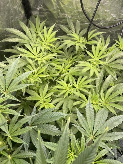 ⛽️ Diesel Latte 🥛. Week 9