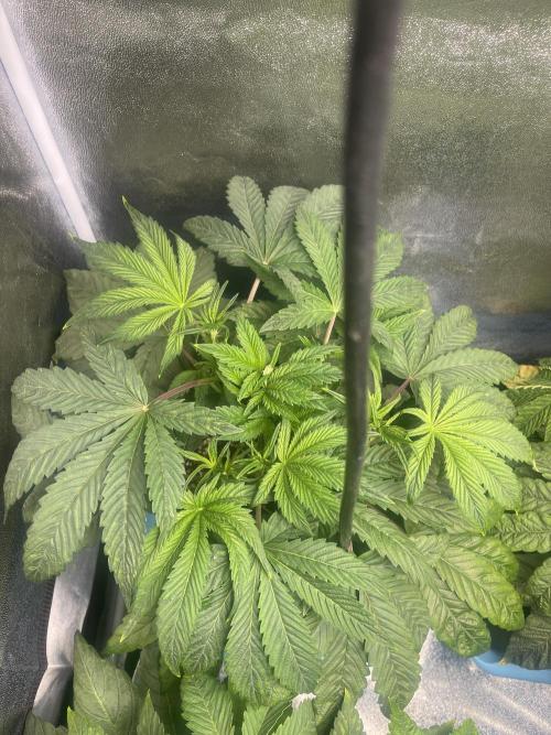 5150 Triangle Kush x Irene (Crazy Bitch). Week 5