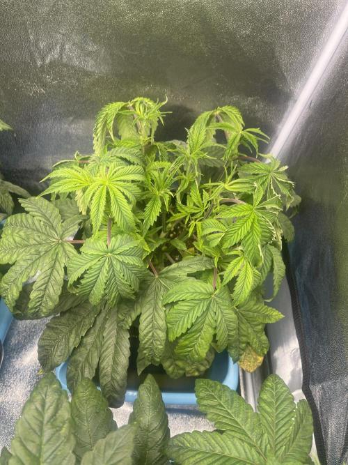 5150 Triangle Kush x Irene (Crazy Bitch). Week 5