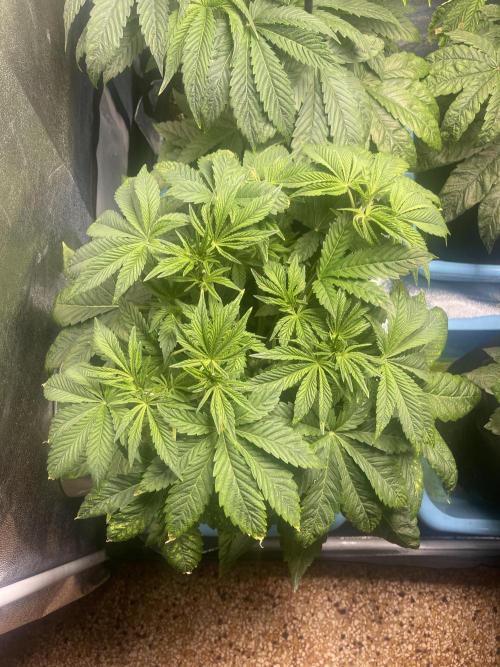 Sour Diesel x Lemon Party. Week 5