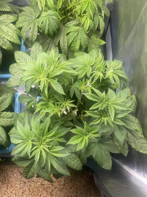 Sour Diesel x Lemon Party. Week 5