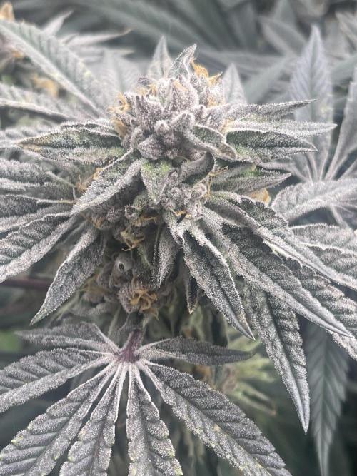 👵 Granny Candy 🍬. Week 14