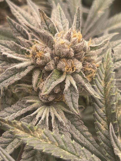 👵 Granny Candy 🍬. Week 14