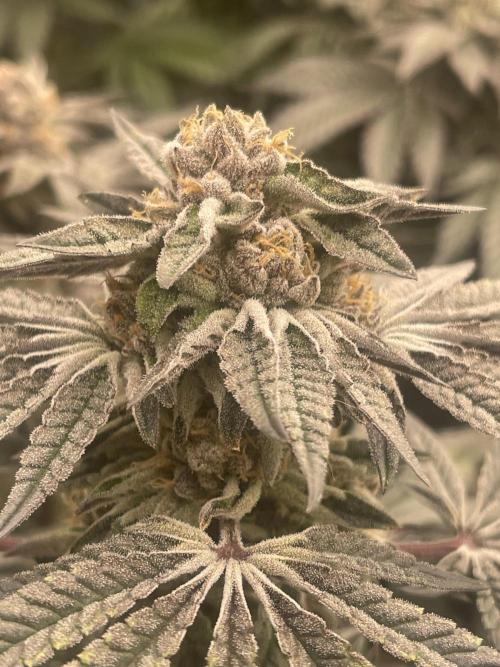 👵 Granny Candy 🍬. Week 14