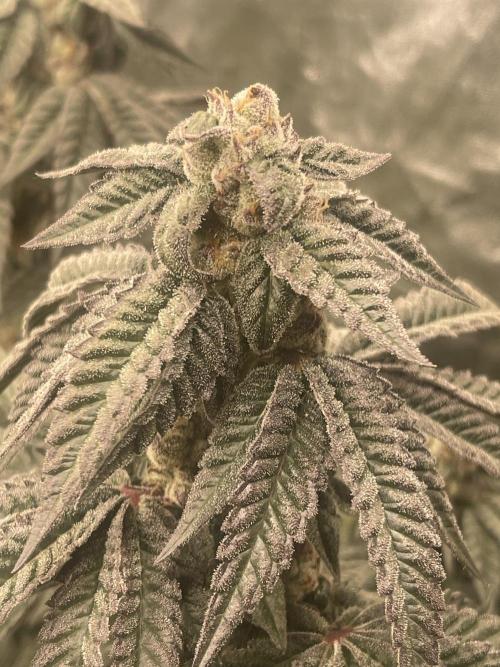 🍗 Chicken n’ Wafflez . Week 14