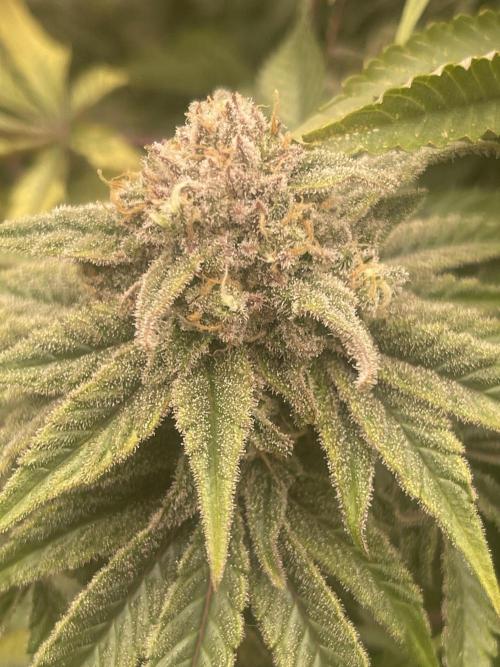 Blueberry Muffin. Week 14