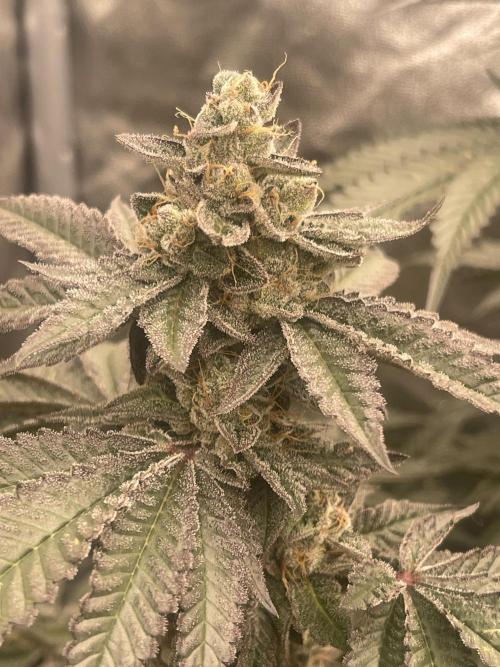 🍗 Chicken n’ Wafflez . Week 14