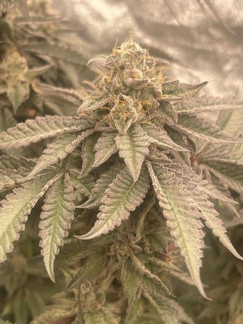 🍗 Chicken n’ Wafflez . Week 14