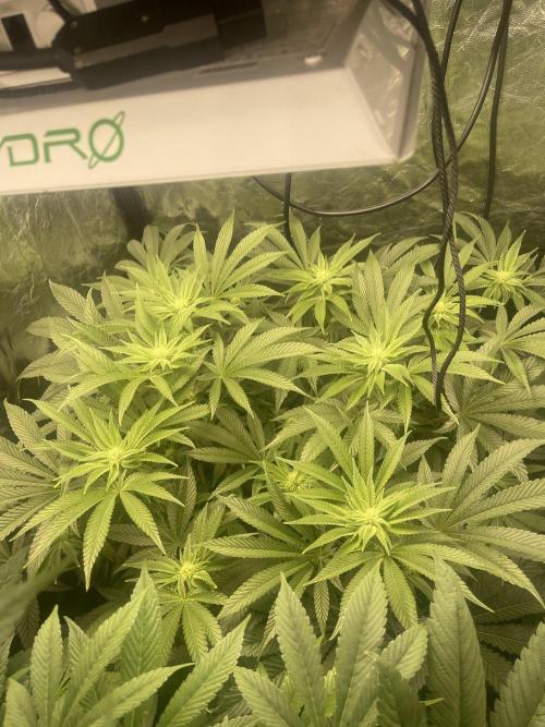 ⛽️ Diesel Latte 🥛. Week 10