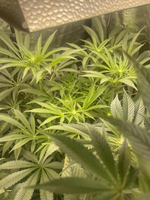 ⛽️ Diesel Latte 🥛. Week 10