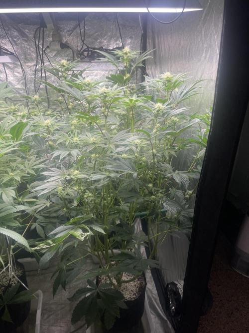 🚽 Poddy Mouth 👄. Week 10