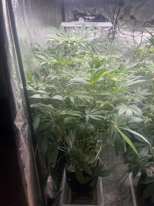 Blueberry Pancakes. Week 10