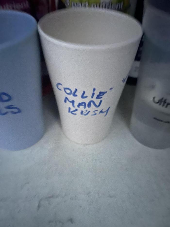 Collie Man Kush. Week 0