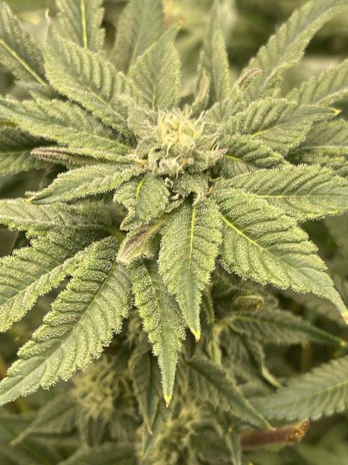 Blueberry Pancakes. Week 11