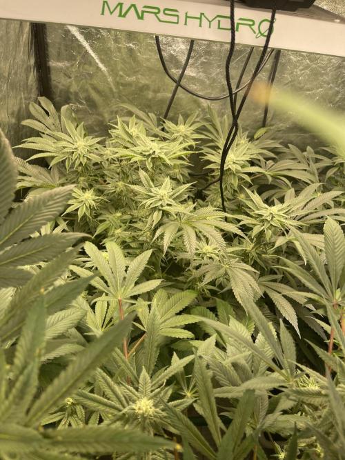 ⛽️ Diesel Latte 🥛. Week 11