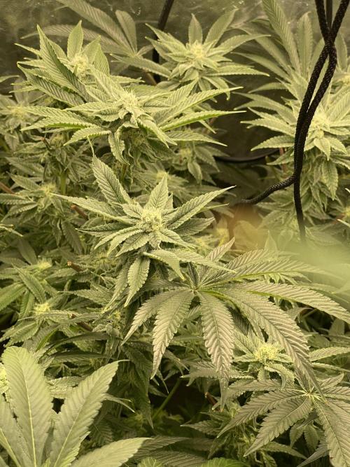 ⛽️ Diesel Latte 🥛. Week 11