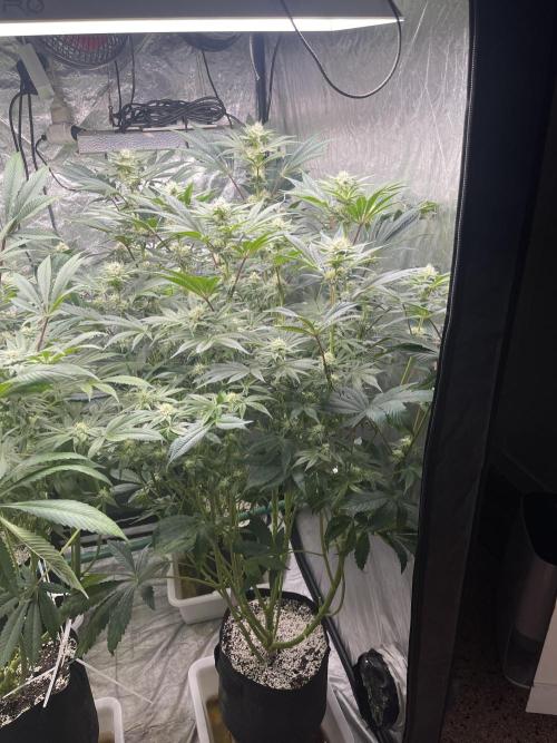 🚽 Poddy Mouth 👄. Week 11