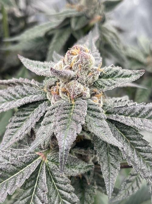 🍗 Chicken n’ Wafflez . Week 15