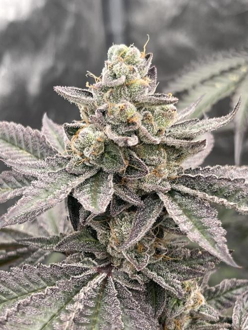 🍗 Chicken n’ Wafflez . Week 15