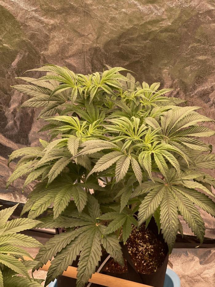 5150 Triangle Kush x Irene (Crazy Bitch). Week 6