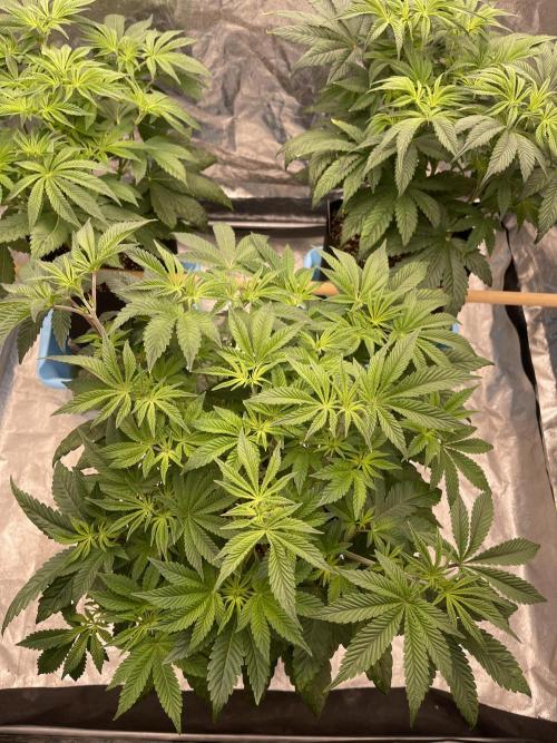 Sour Diesel x Lemon Party. Week 6