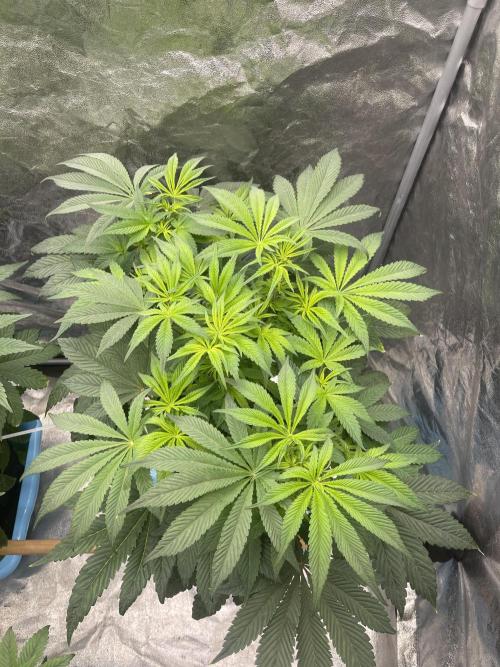 5150 Triangle Kush x Irene (Crazy Bitch). Week 7