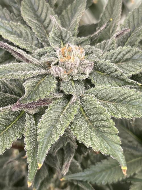 Blueberry Pancakes. Week 12