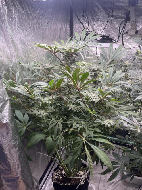 Blueberry Pancakes. Week 12