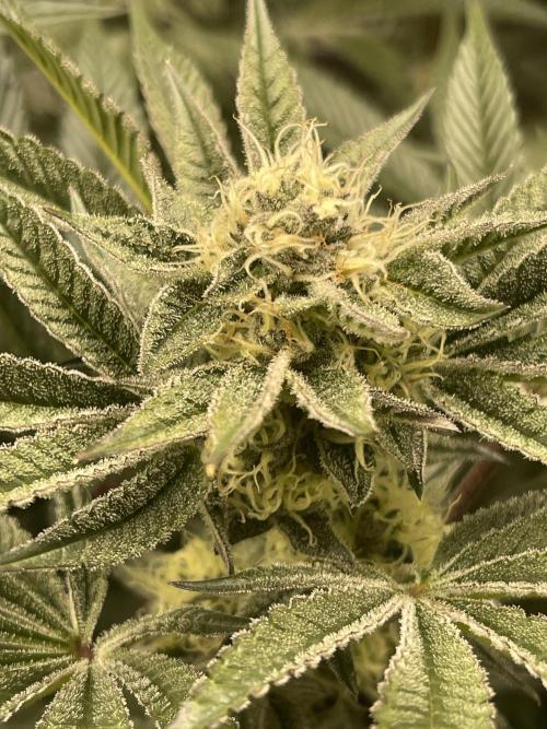 🚽 Poddy Mouth 👄. Week 12