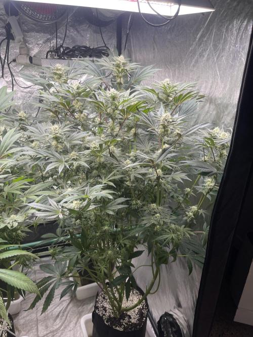 🚽 Poddy Mouth 👄. Week 12