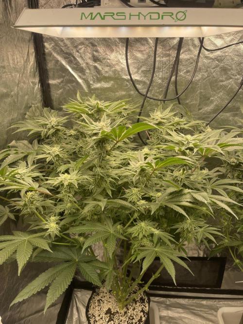 ⛽️ Diesel Latte 🥛. Week 12