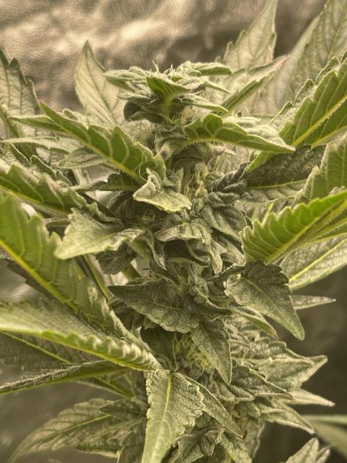 ⛽️ Diesel Latte 🥛. Week 12