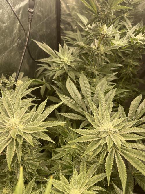 ⛽️ Diesel Latte 🥛. Week 12