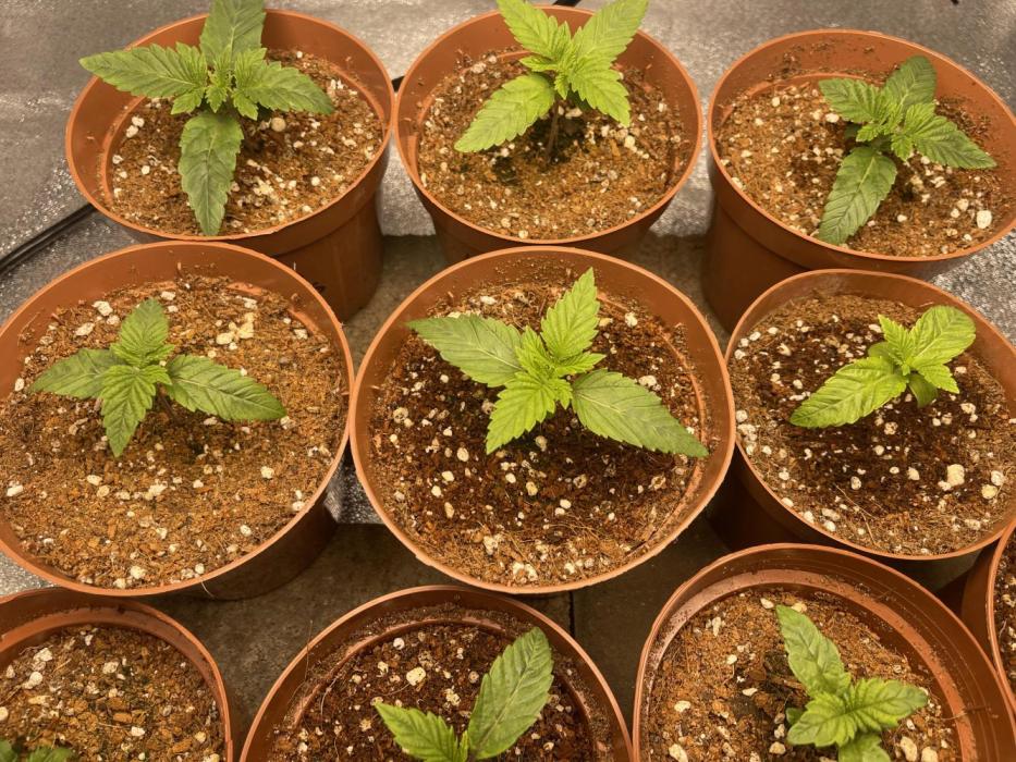 Sour Diesel x Chemdog #4. Week 1