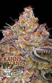 👵 Granny Candy 🍬. Week 15