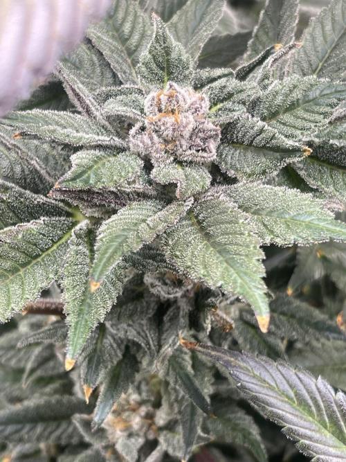 Blueberry Pancakes. Week 14
