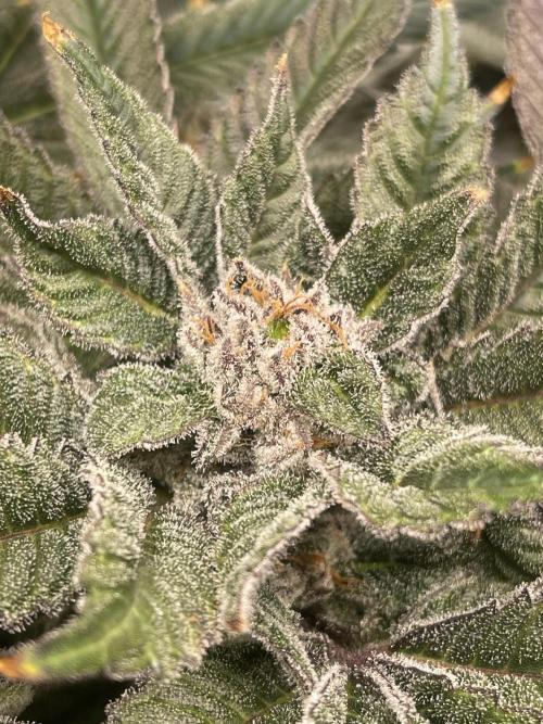 Blueberry Pancakes. Week 14