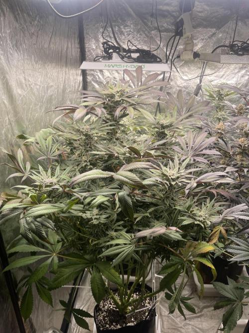 Blueberry Pancakes. Week 14